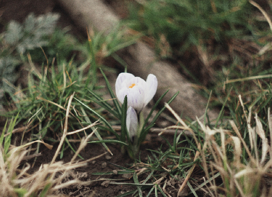 Thumbnail of flower ready to bloom