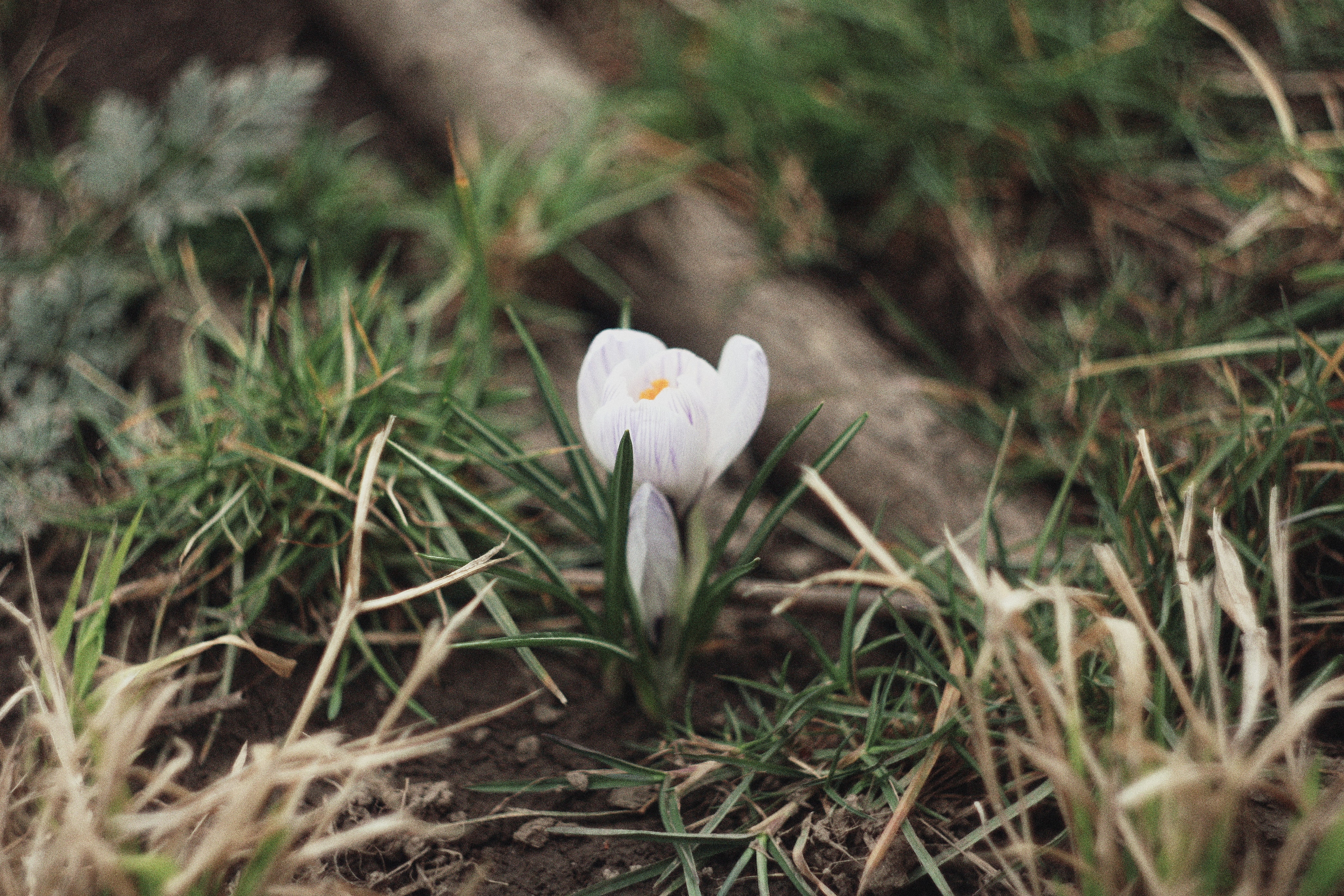 Image of flower ready to bloom